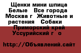 Щенки мини шпица Белые - Все города, Москва г. Животные и растения » Собаки   . Приморский край,Уссурийский г. о. 